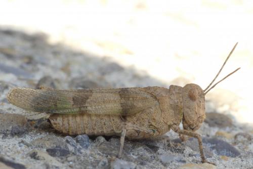 Oedipoda charpentieri